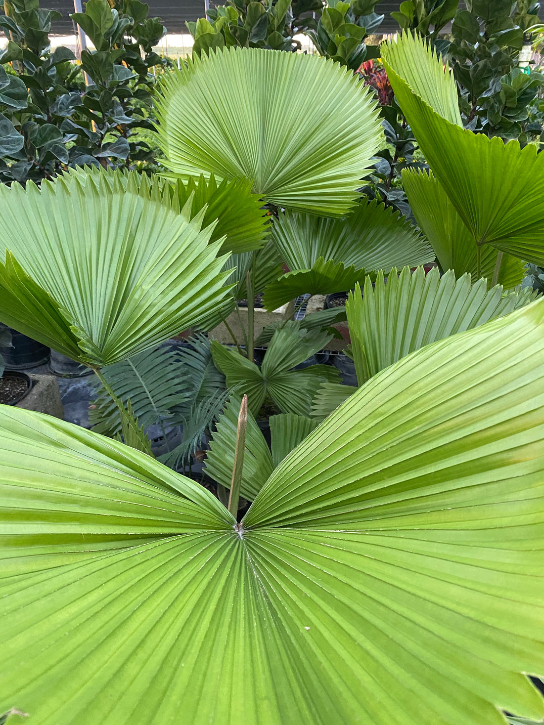 Licuala Grandis Fan Palm Tree, Rare and Exotic