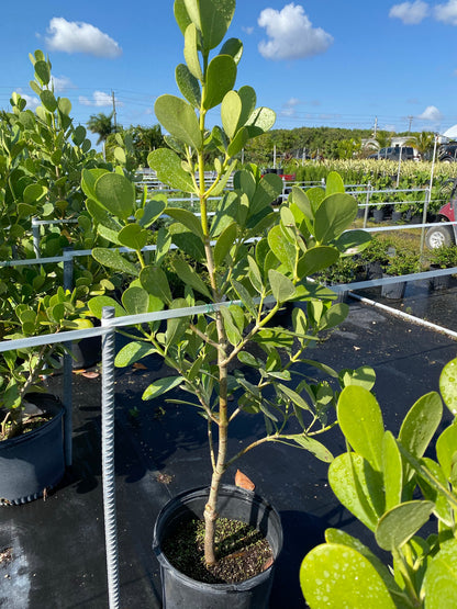 Clusia Guttifera Tree Form, Fast Growing Tree in a pot