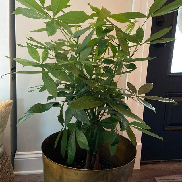 Money Tree Braided, Pachira Aquatica, Good Luck Tree