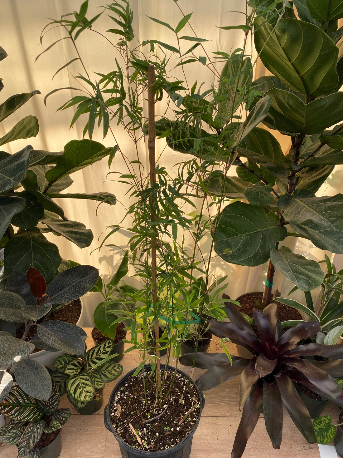 Silverstripe Bamboo Bambusa multiplex inside of a home