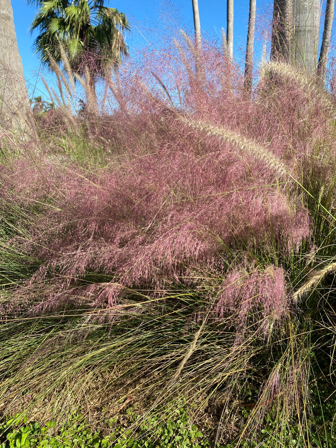 Pink Muhly Grass Pink Cloud
