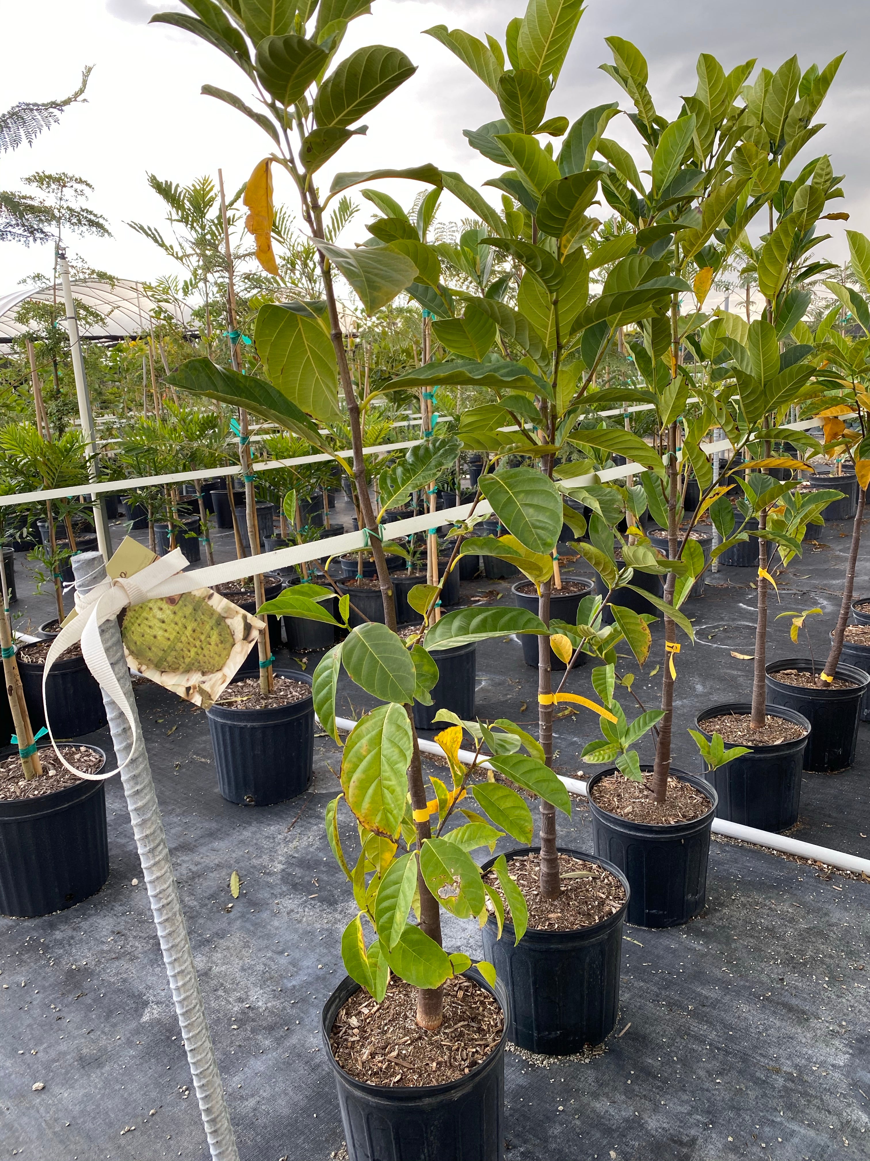 Jackfruit Tree Artocarpus heterophyllus