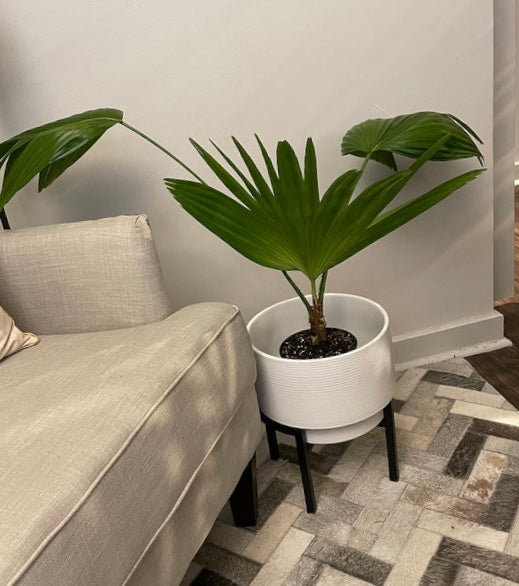 fountain palm plant Buy Chinese Fan Palm, Fountain Palm