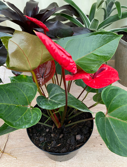 anthurium mexican giant Explore Our Anthurium Red Heart