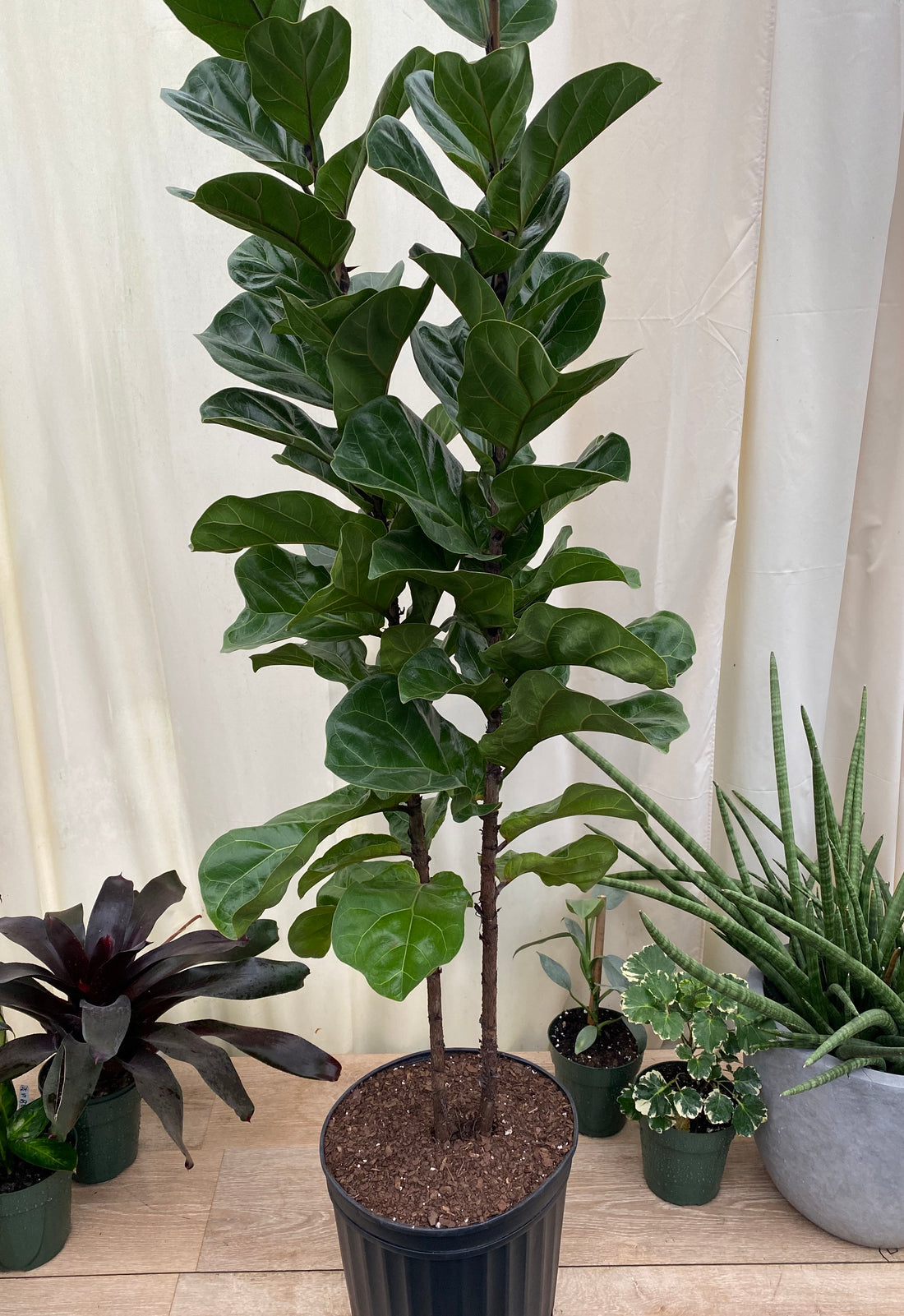Ficus Multi Ficus Bambino Tree Form Multi, Fiddle Leaf Fig Tree – Eureka Farms
