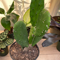 Nopal Prickly Pear Cactus