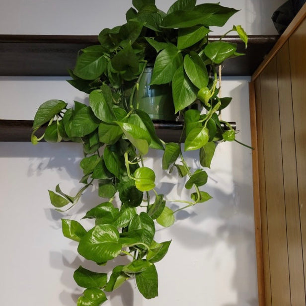 Jade Pothos in Hanging Basket, Epipremnum Aureum Jade