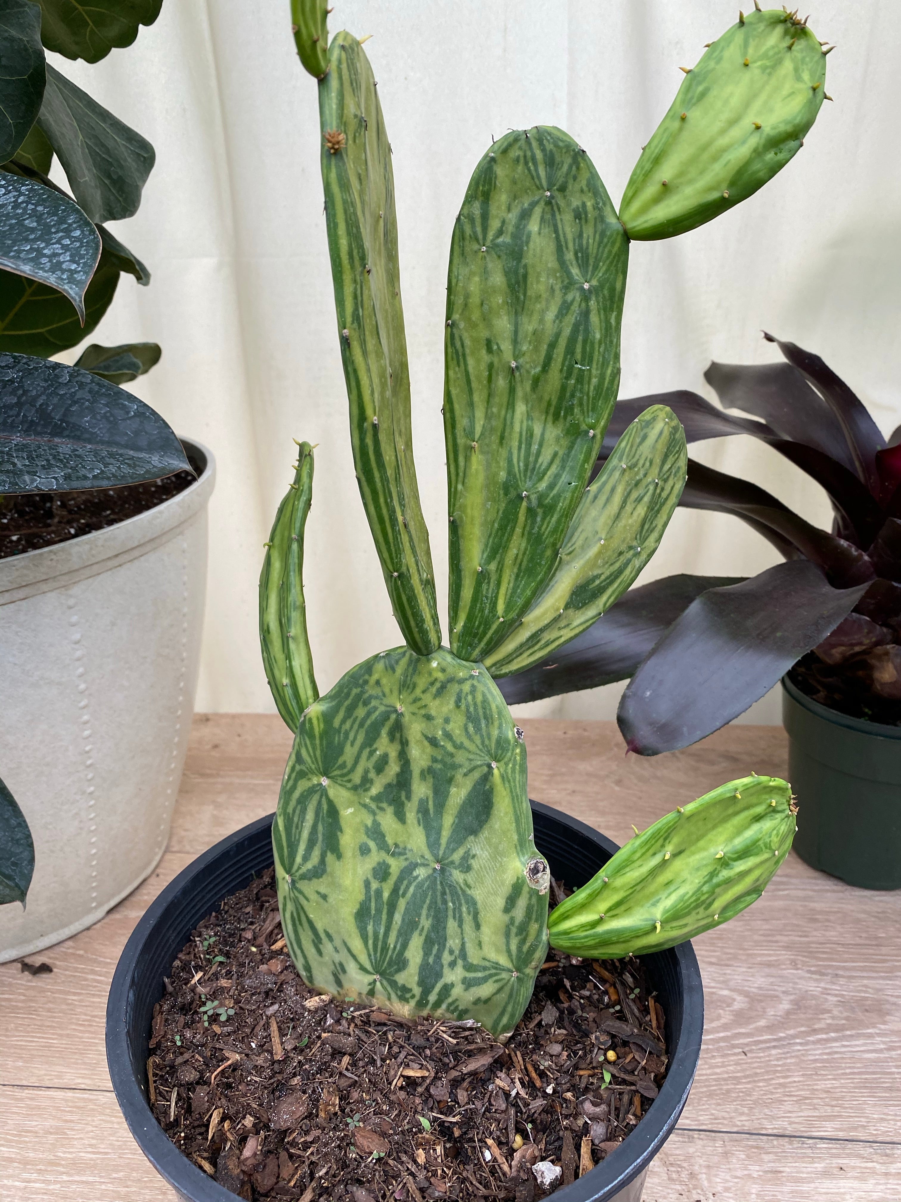 green prickly pear cactus Nopal Prickly Pear Cactus 'Variegata'