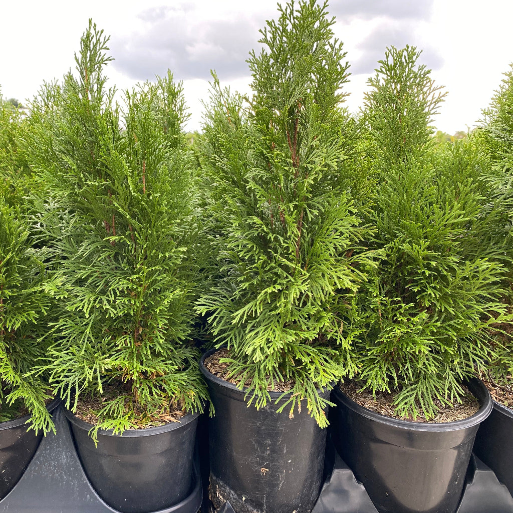 Buy Leyland Cypress Fastest Growing Tree Eureka Farms