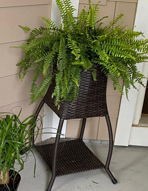 Boston Fern in Hanging Basket Extra Large in corner