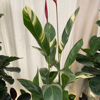 Variegated Heliconia Lady Di