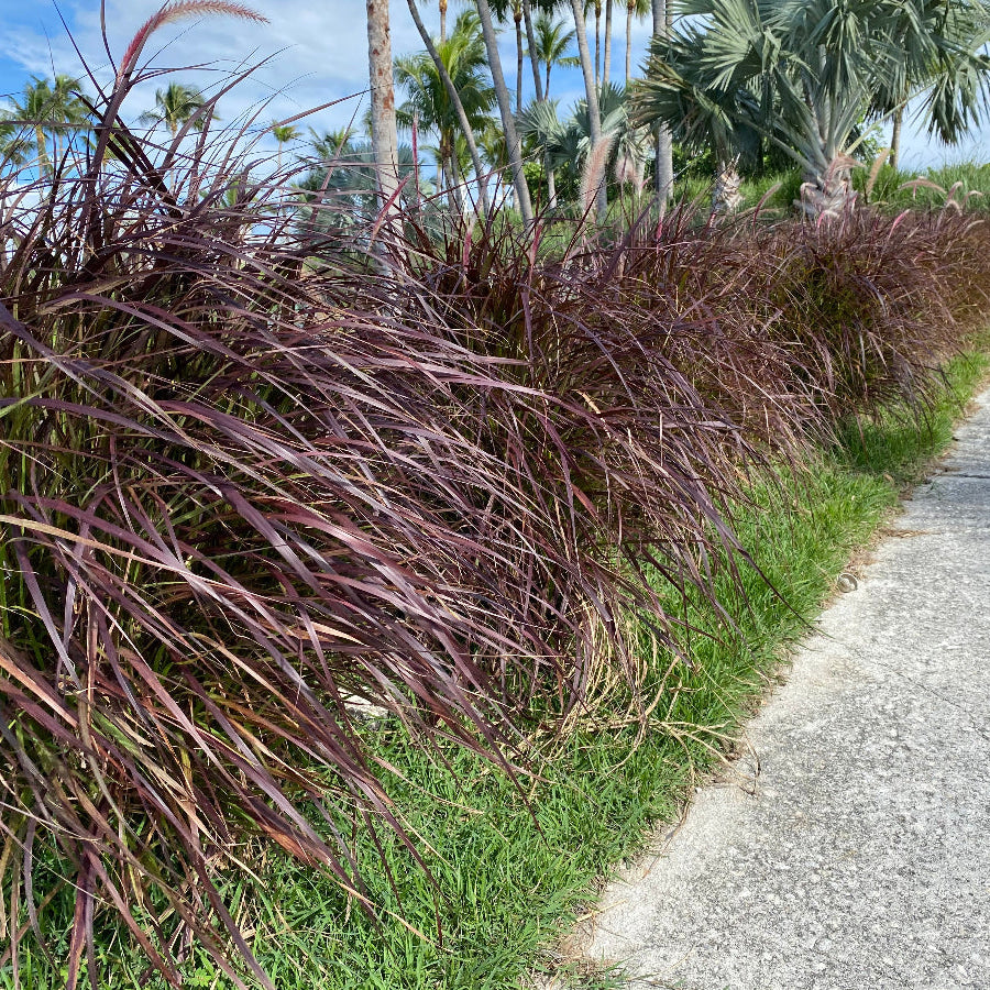 Red fountain grass Pennisetum setaceum Rubrum Row of purple grasses along a paved path with palm trees in the background
