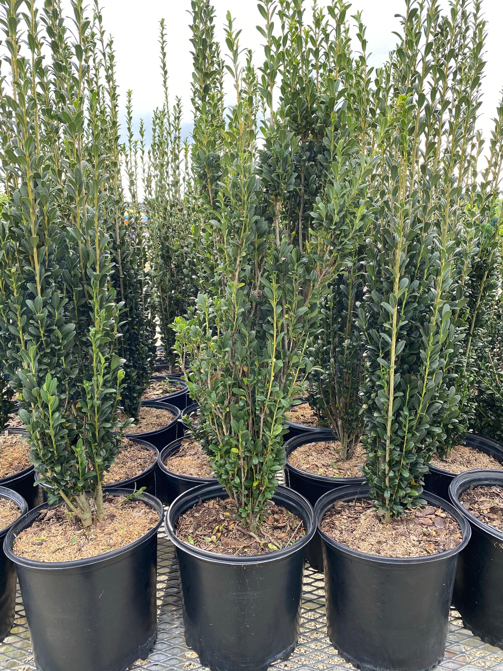 Ilex crenata 'Sky Pencil' Japanese Holly Eureka Farms