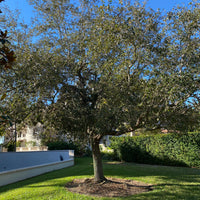 Southern Live Oak Tree, Quercus Virginiana