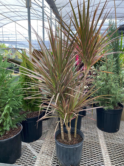 dracaena red princess Dracaena Dragon Tree, Magenta Bush