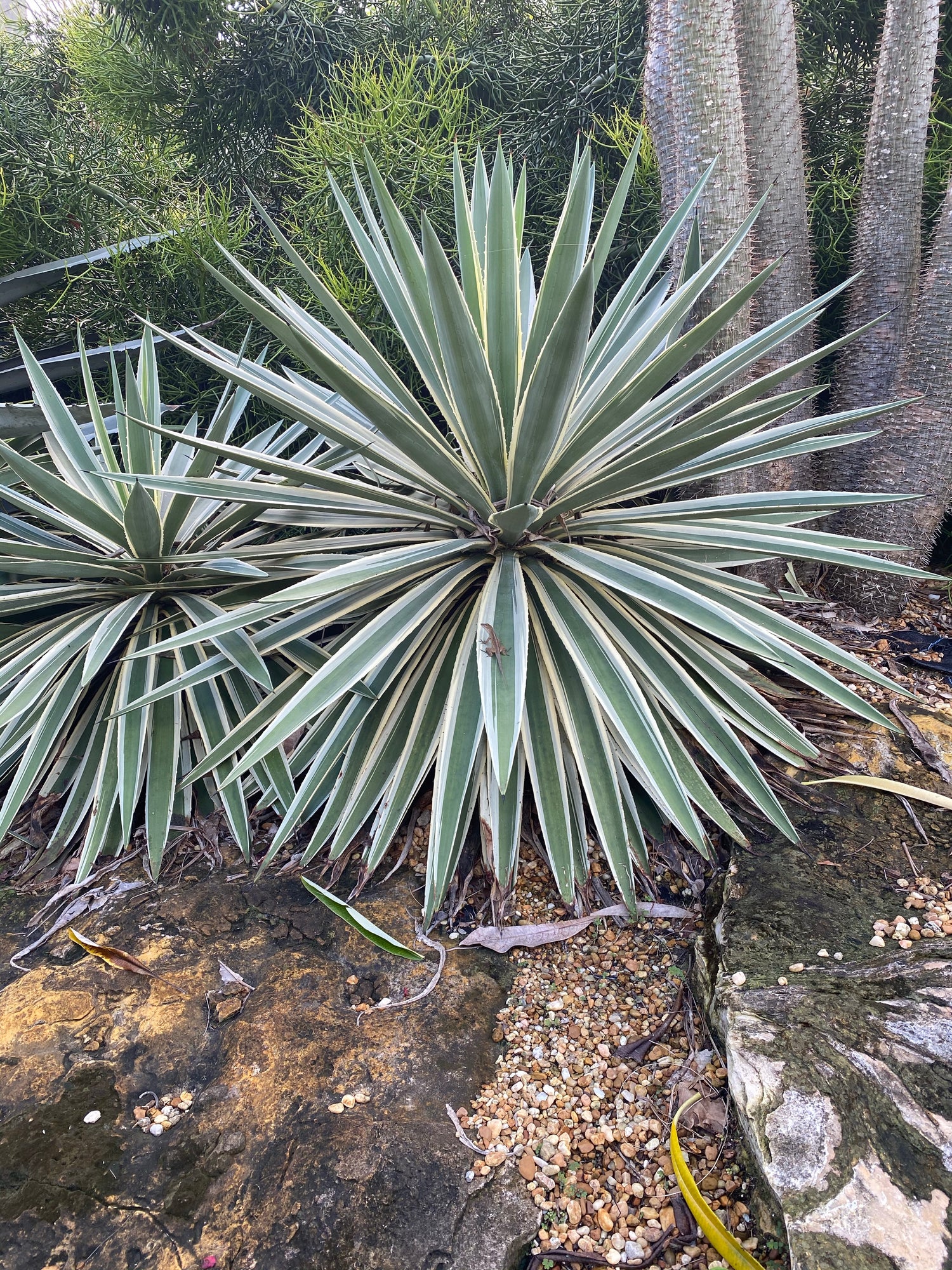 Agave Angustifolia, Caribbean Agave front view