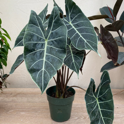 Alocasia Dragons Tooth Longiloba in a green pot