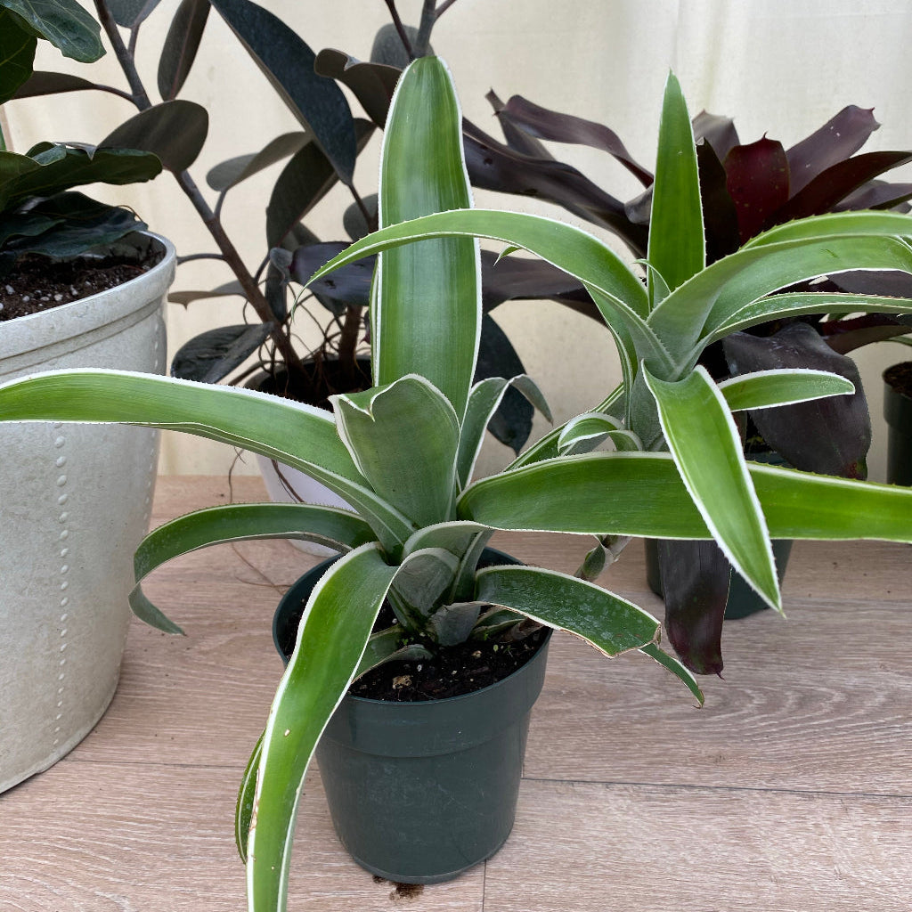 Bromeliad Aechmea Potted plant with long green leaves on a wooden surface