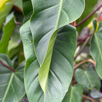 Philodendron Emerald Red in Trellis Exotic Vining Plants