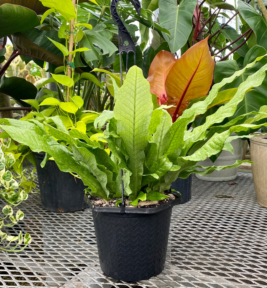 Crocodile Fern, Crocodylus Fern