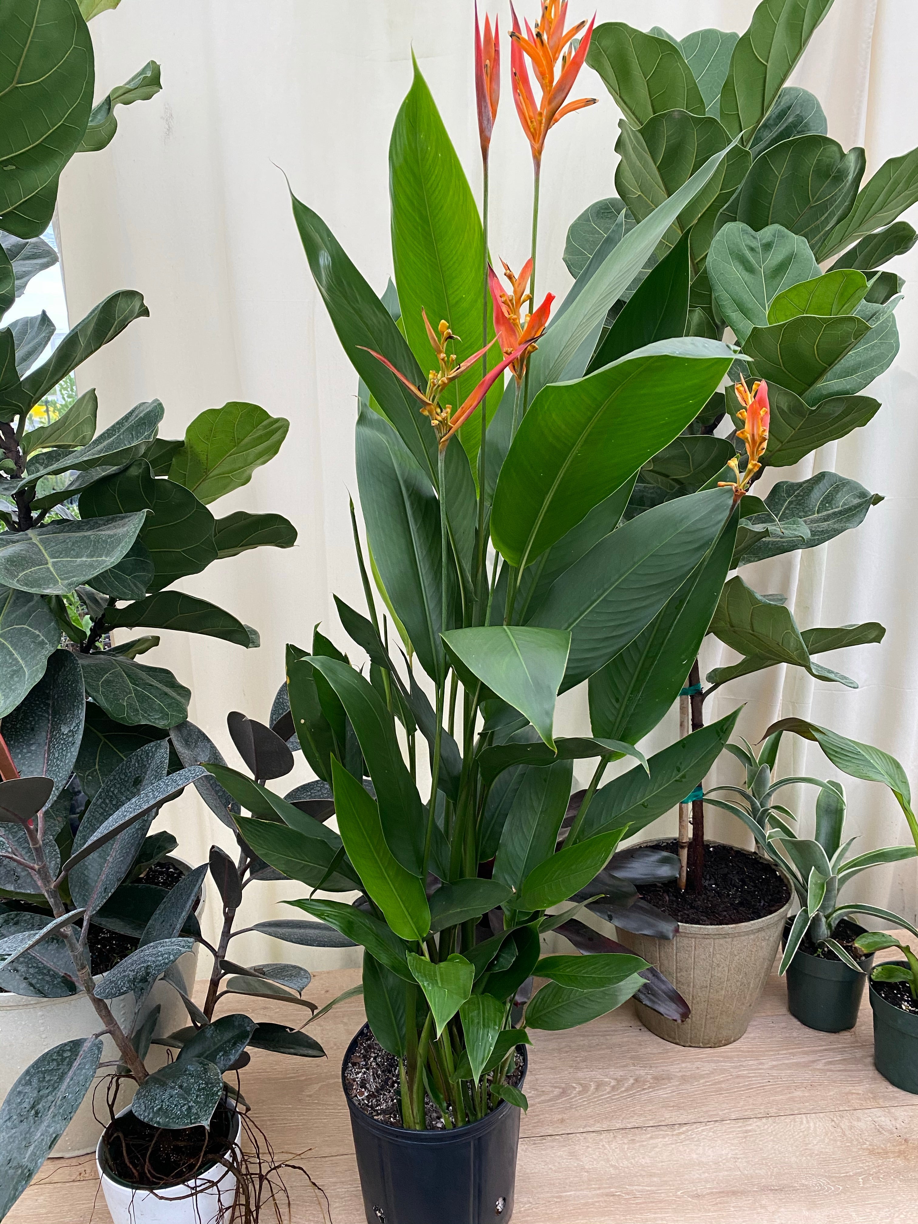heliconia plant indoor Heliconia psittacorum 'Lady Di'