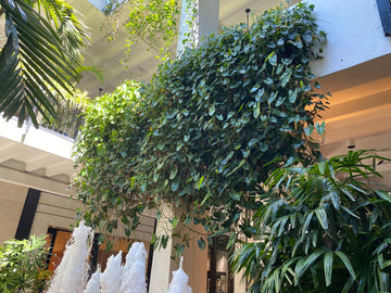 Philodendron Burle Marx, Live Climbing Plant Vine