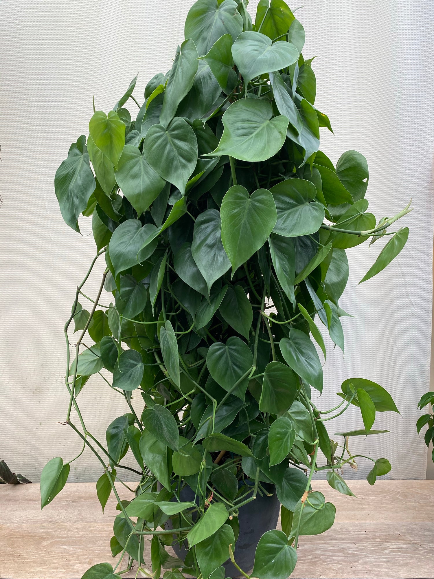 leaves of Philodendron Heart Leaf in Trellis, Live Sweetheart Plant