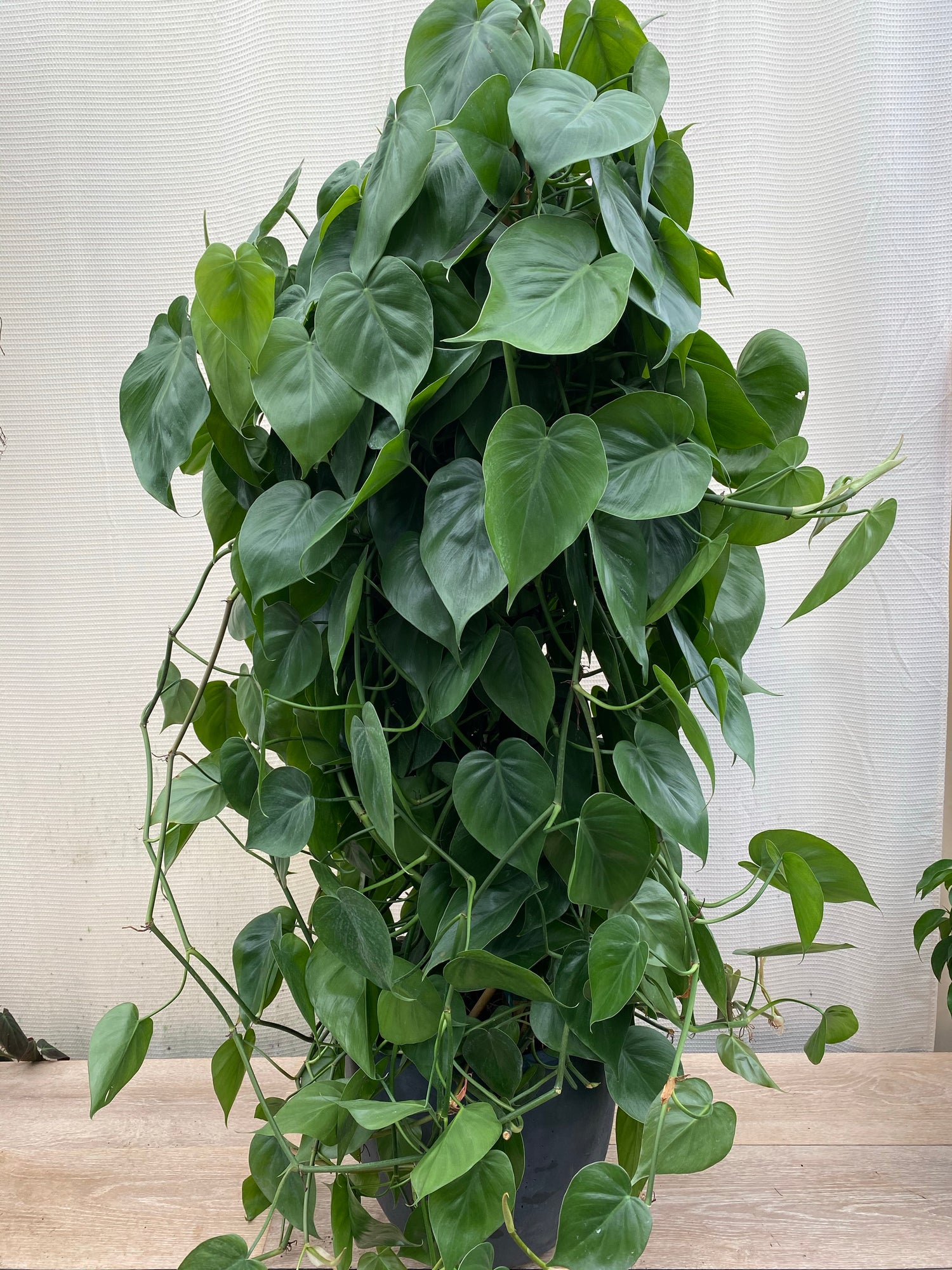 Philodendron Heart Leaf in Trellis, Live Sweetheart Plant