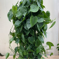 Philodendron Heart Leaf in Trellis, Live Sweetheart Plant
