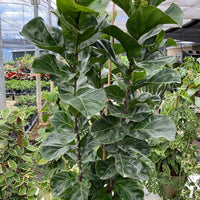 Ficus Bambino Tree Form Multi, Fiddle Leaf Fig Tree
