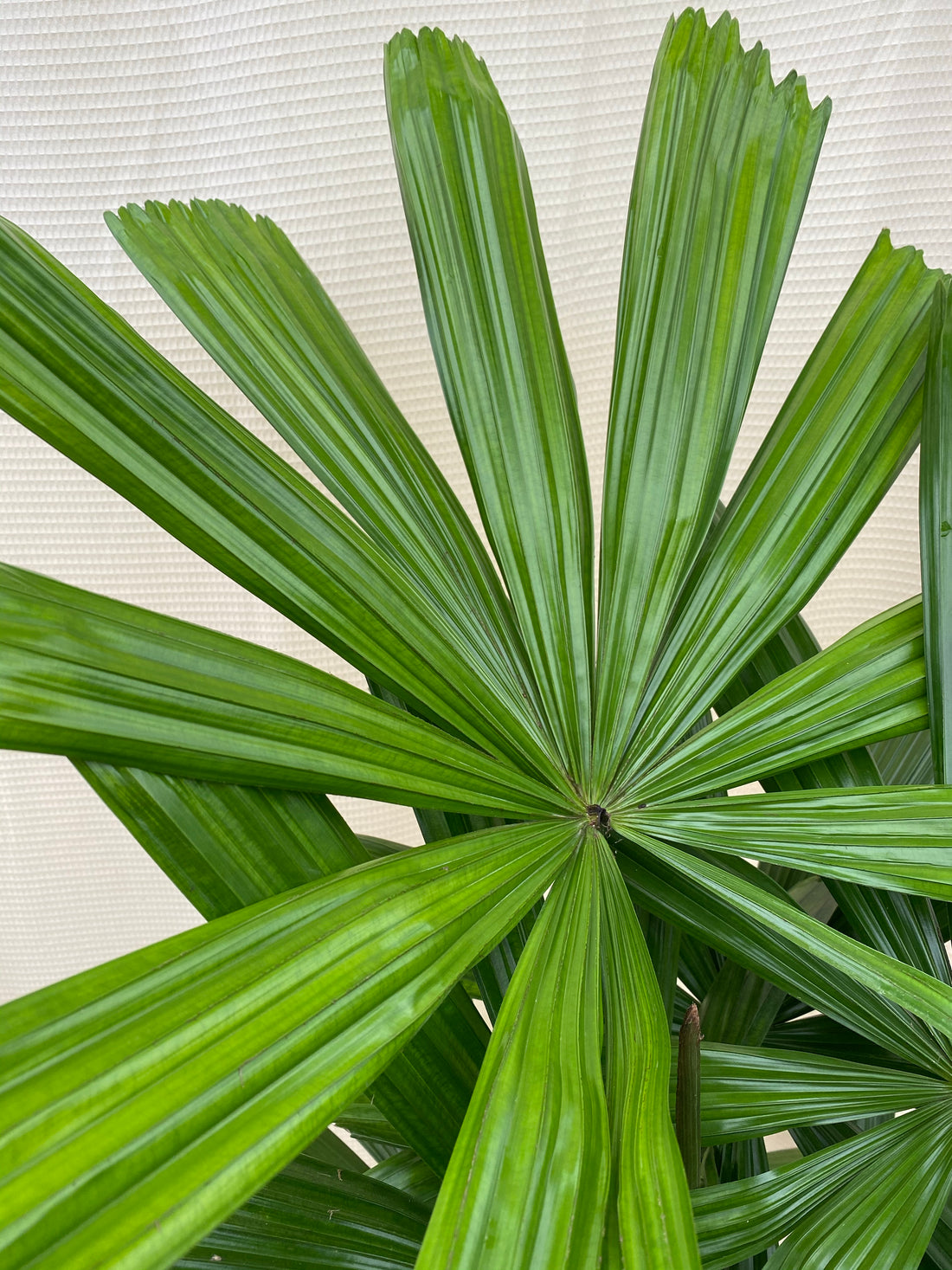 Licuala Ramsayi Palm Tree, Rare and Exotic