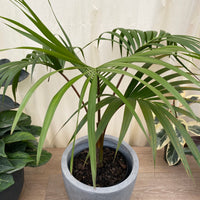 Kentia Palm Single, Howea Belmoreana, Exotic and Rare