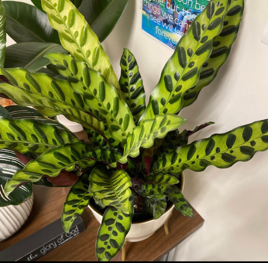 Calathea RattleSnake Prayer Plants