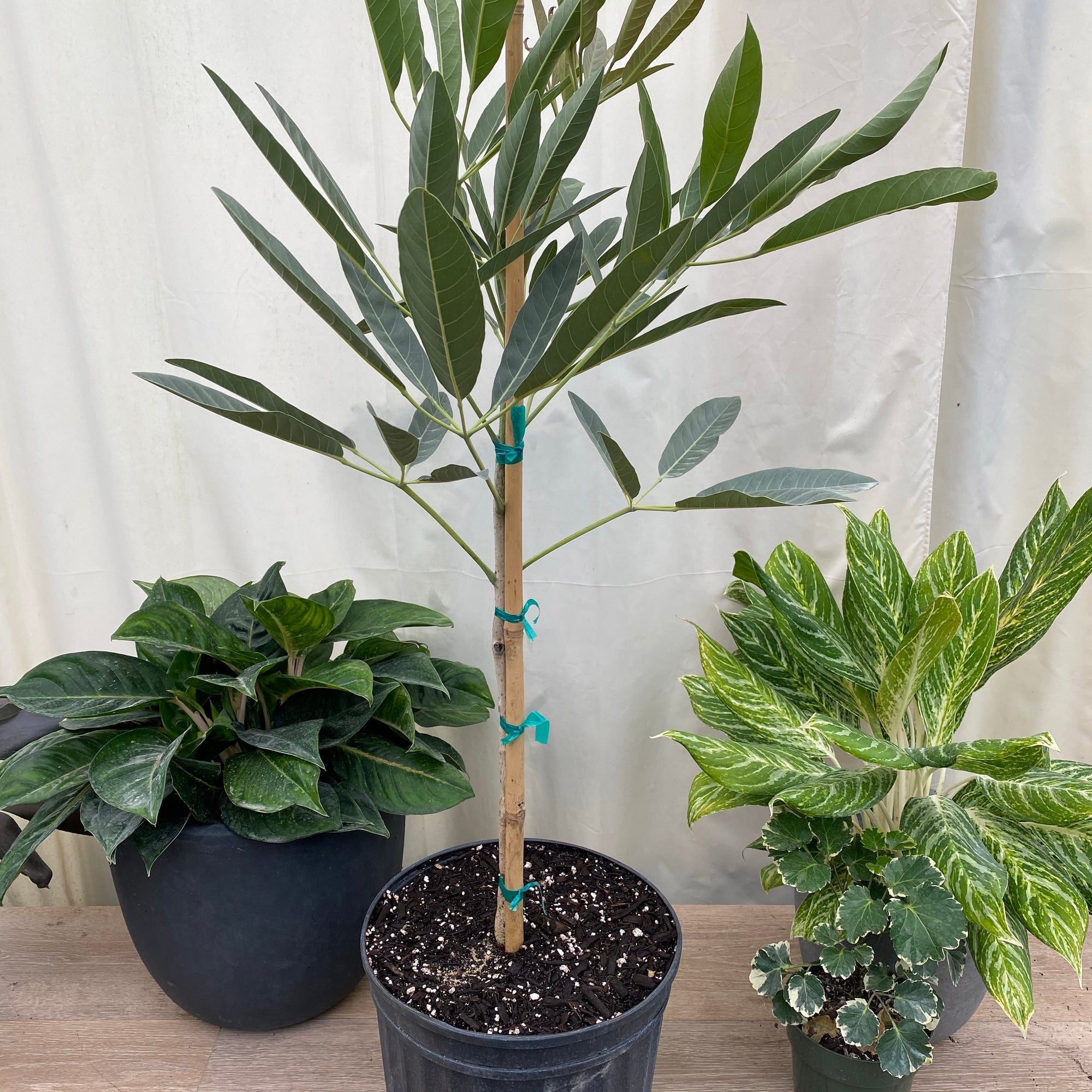 Buy Yellow Trumpet Tree, Tabebuia Tree Eureka Farms