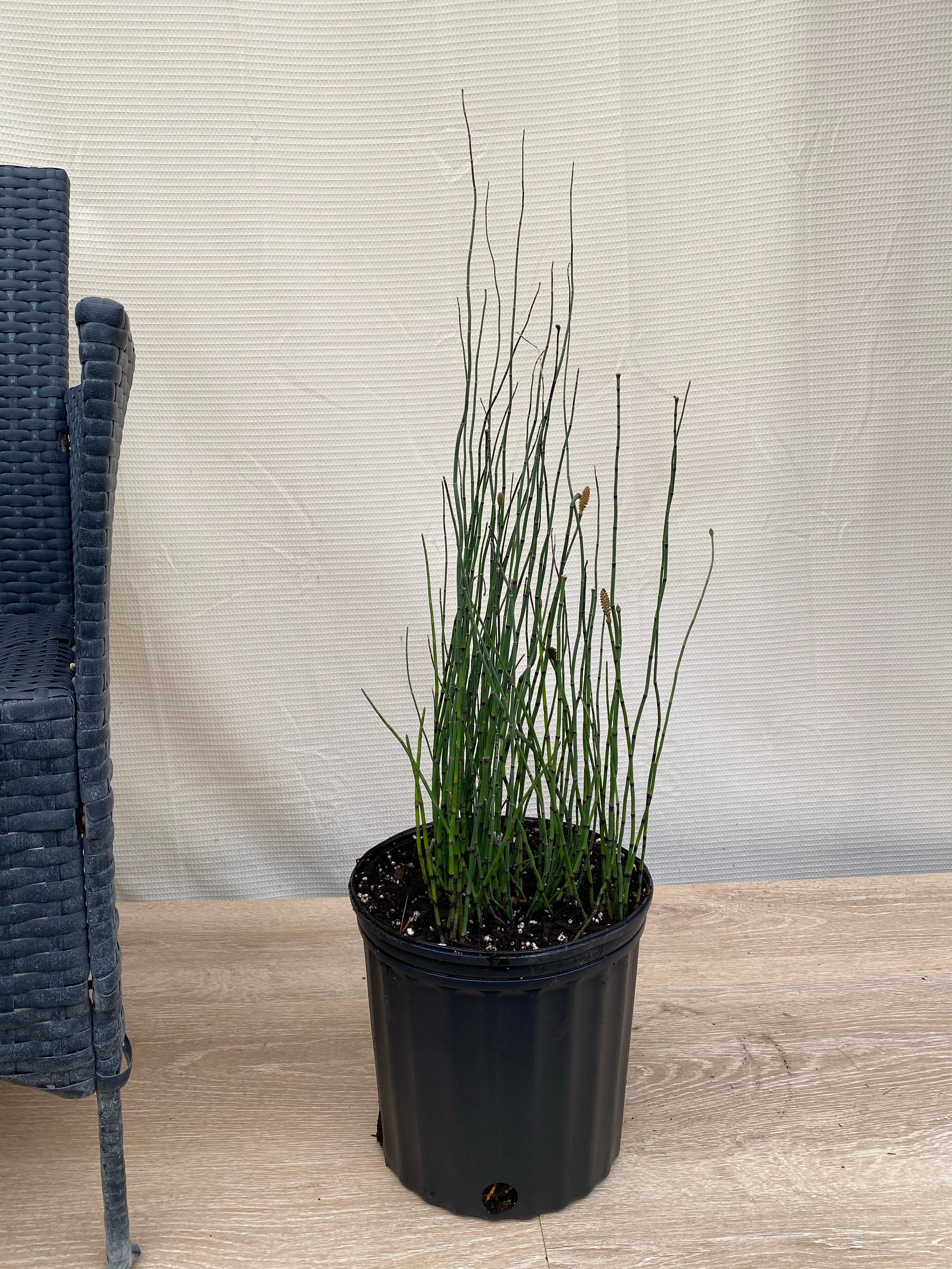 horsetail plant indoors Horsetail Reed Grass, Equisetum Hyemale