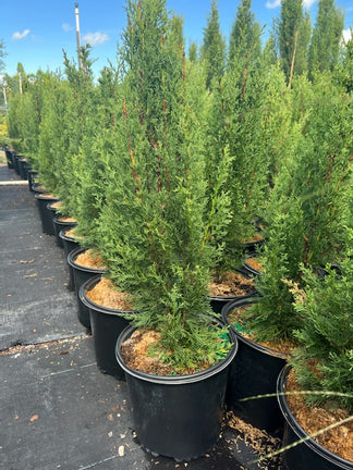 Italian Cypress, Mediterranean Cypress, 9-Pack Available – Eureka Farms