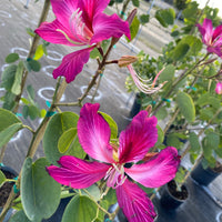 Hong Kong Orchid, Bauhinia x Blakeana Pink-Purple