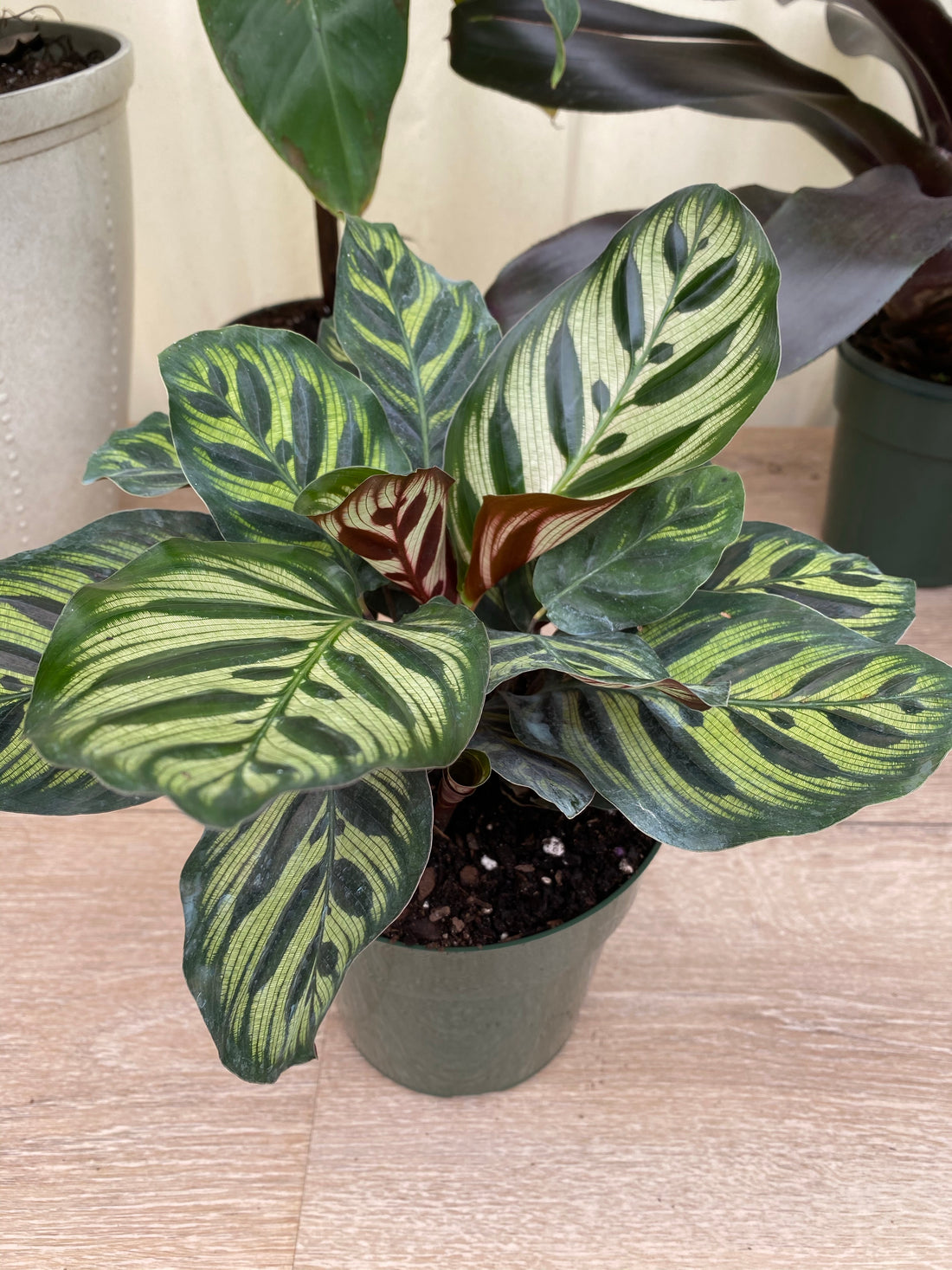 Calathea Makoyana, Prayer Plants