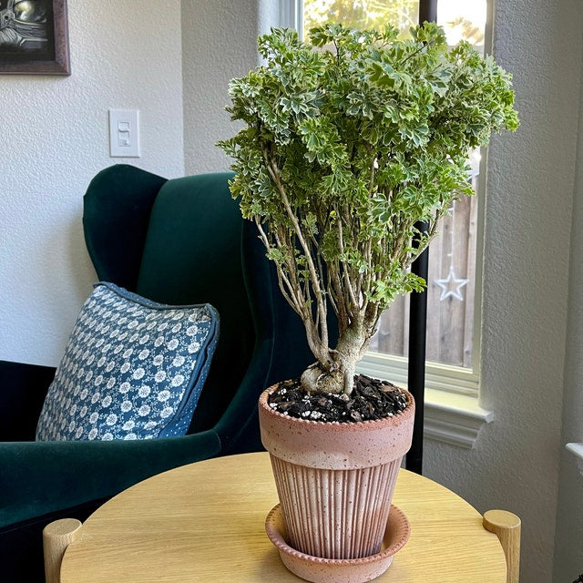Aralia Ming Gold Bonsai Tree, Aralia Parsley, Live Plant Eureka Farms