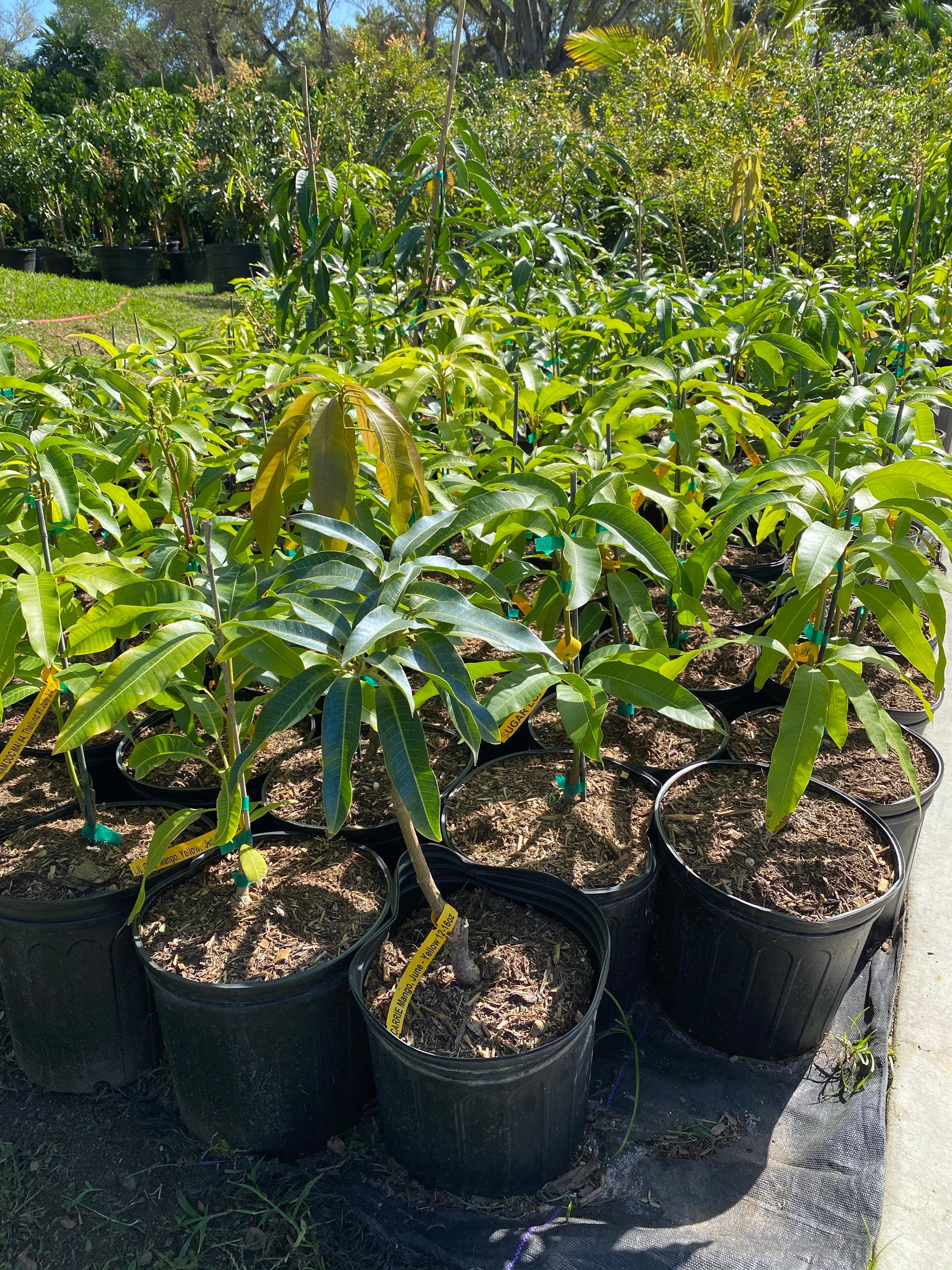 Explore Our Carrie Mango Fruit Tree Eureka Farms
