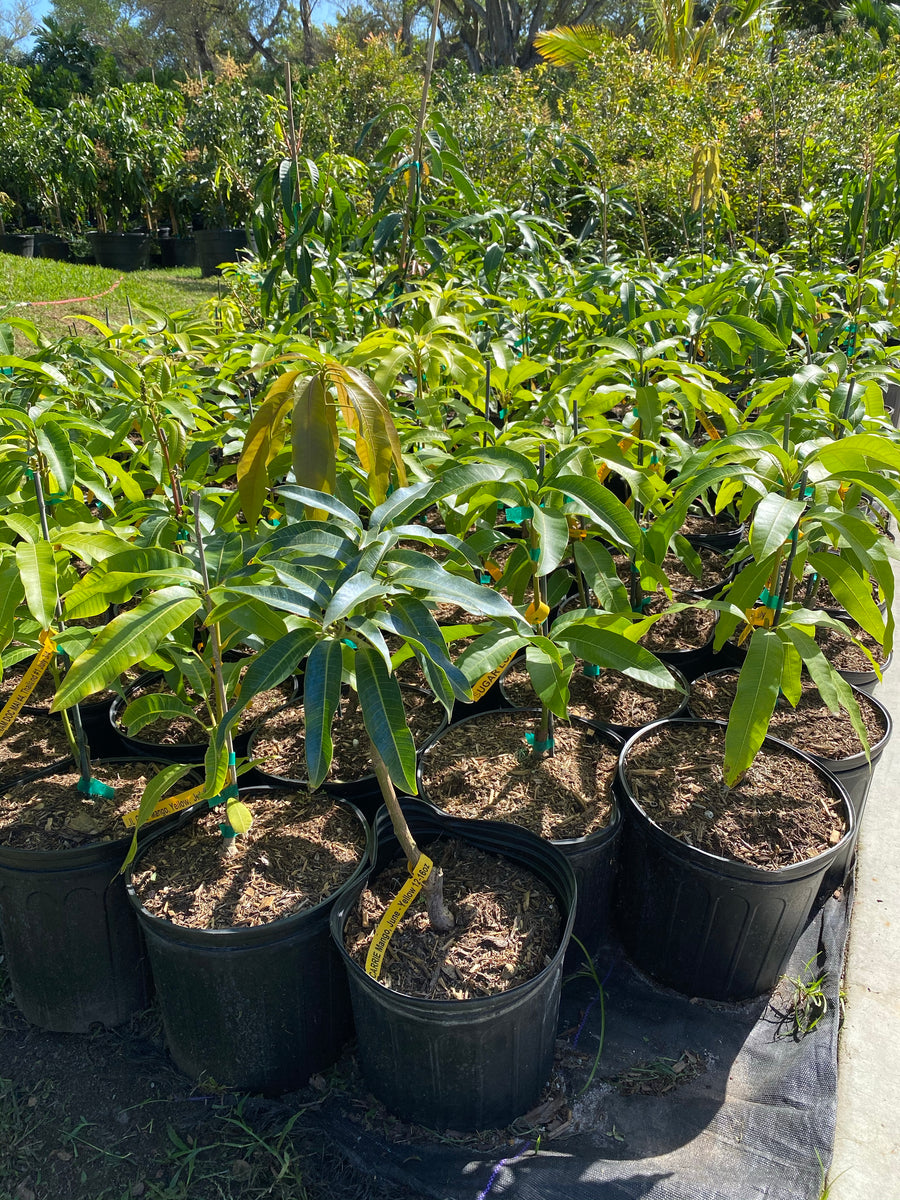 Carrie Mango Fruit Tree, Mangifera indica