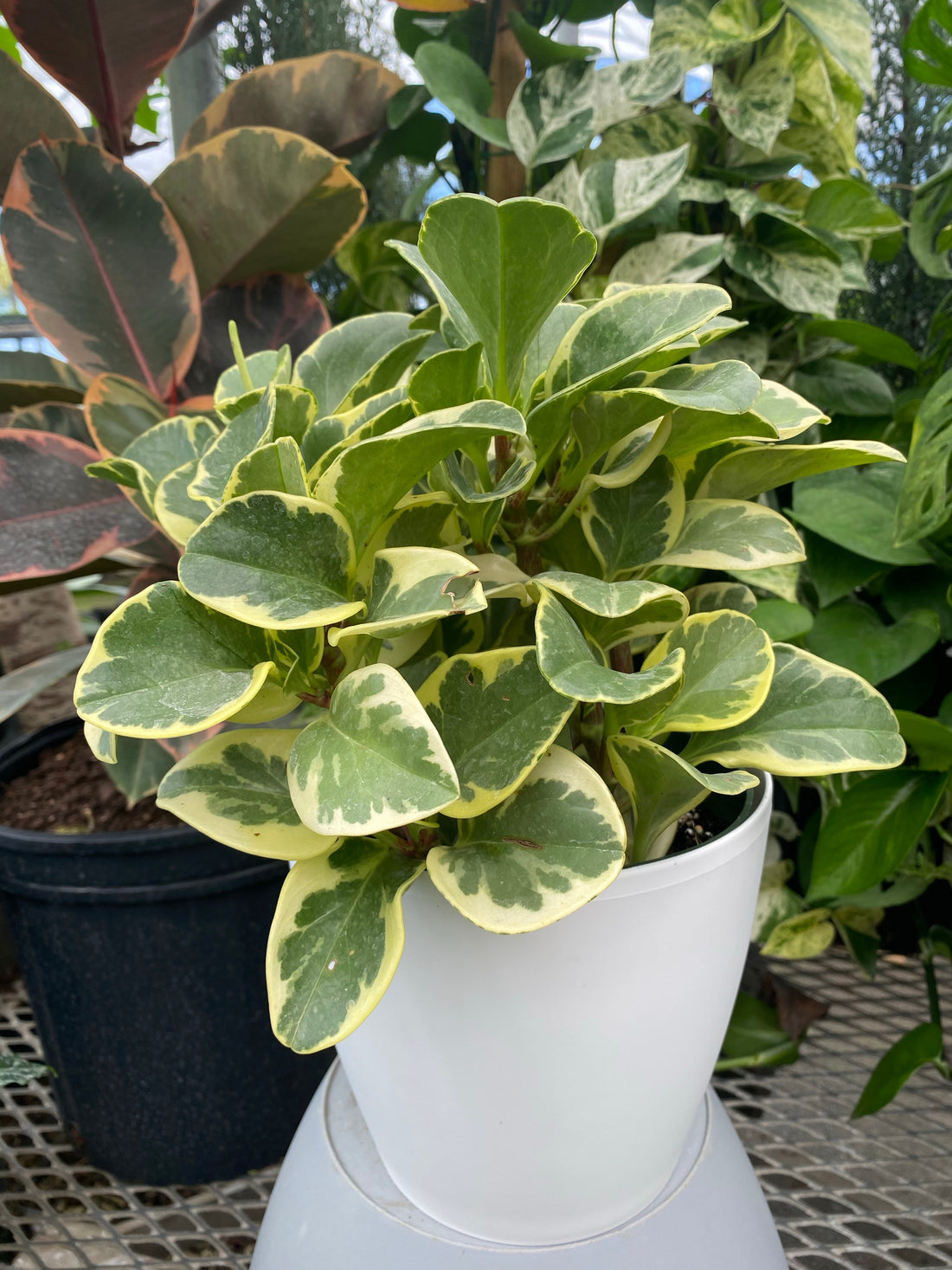 close view of Peperomia Variegated in 6in Deco Pot, Live Indoor Plant, 12-14in Overall Height leaves