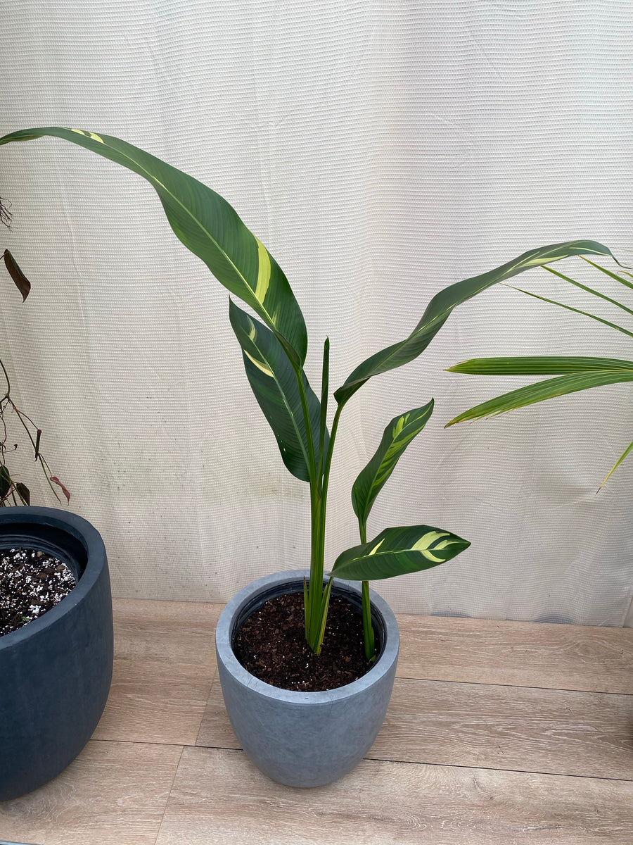 False Variegated Bird of Paradise Tree, Rare and Exotic