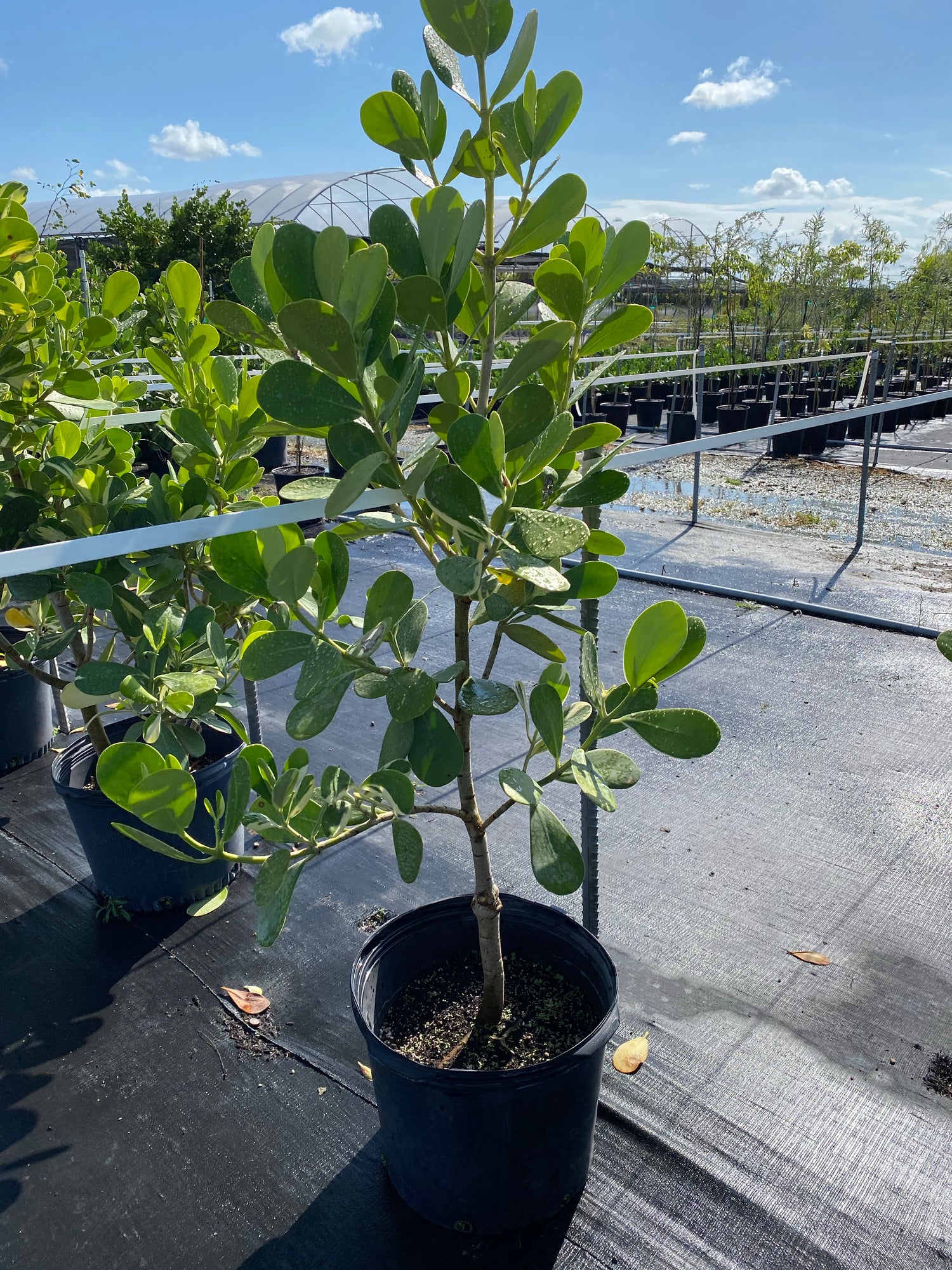 Clusia Guttifera Tree Form, Fast Growing Tree in nursery