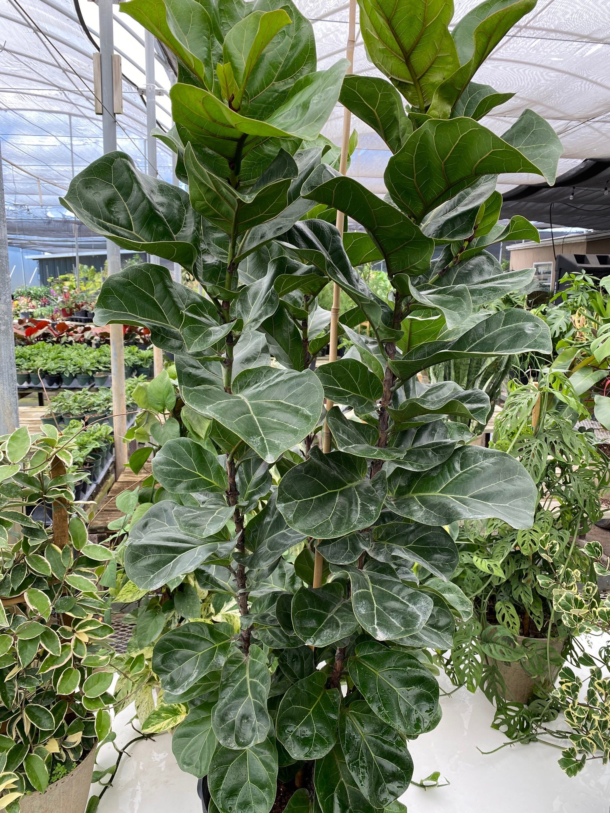 Ficus Bambino Bush, Fiddle Leaf Fig Tree – Eureka Farms