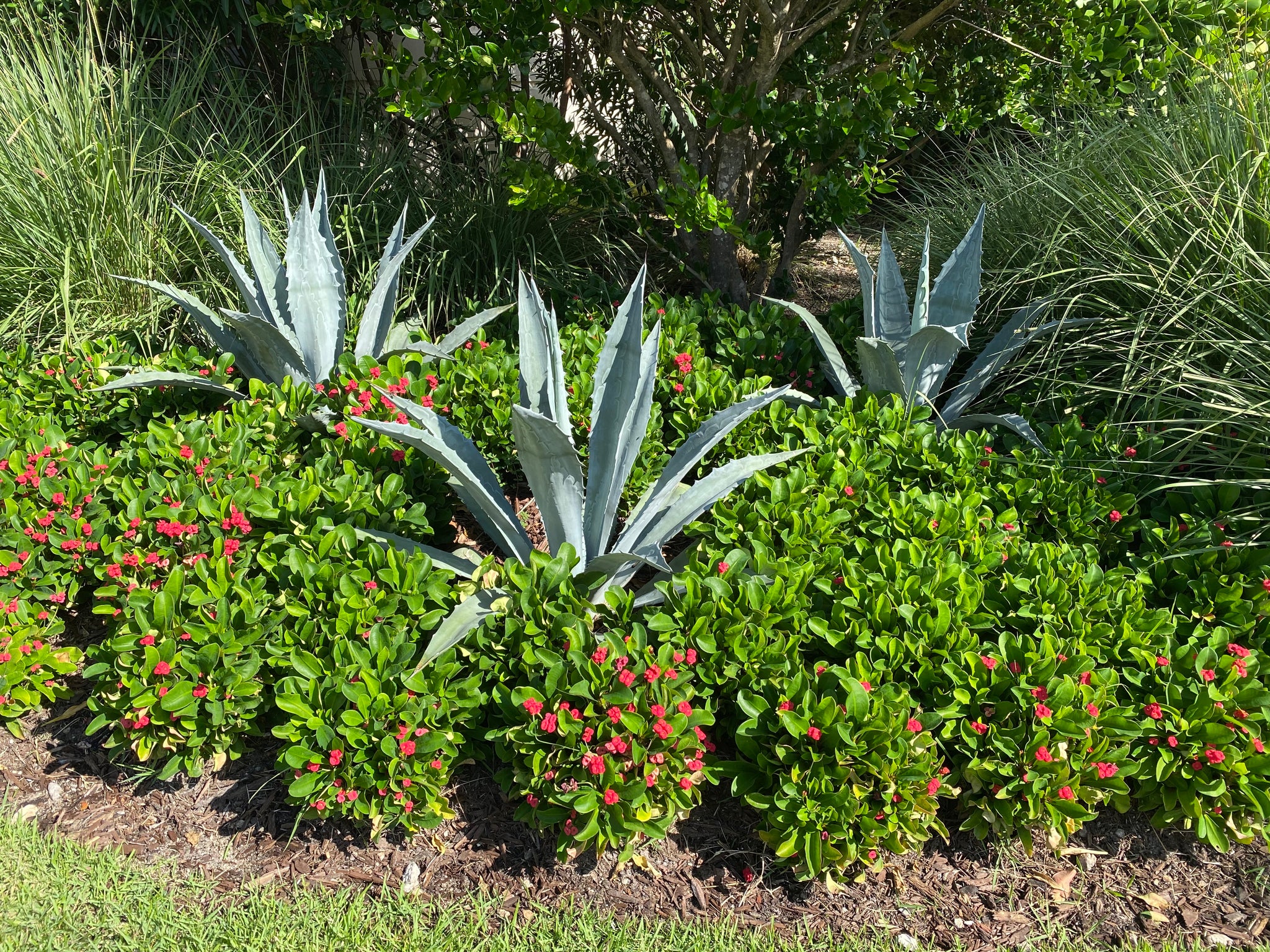 Super Blue Agave Americana, Century Plant – Eureka Farms