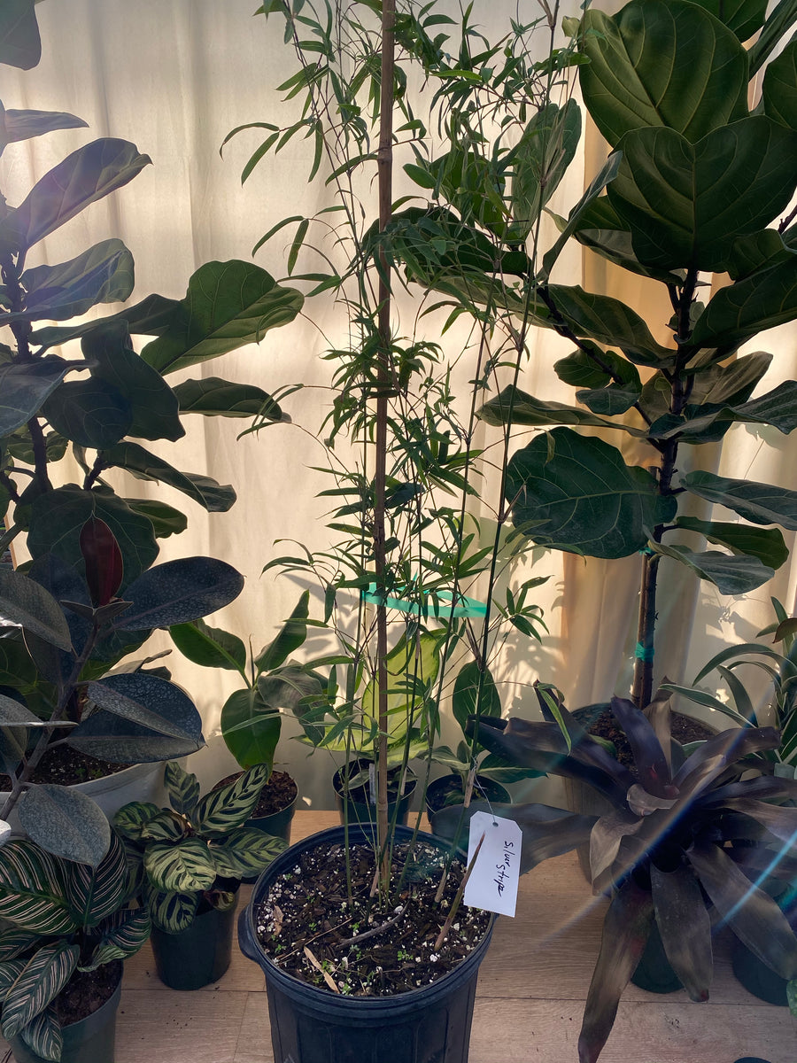 Silverstripe Bamboo Bambusa multiplex