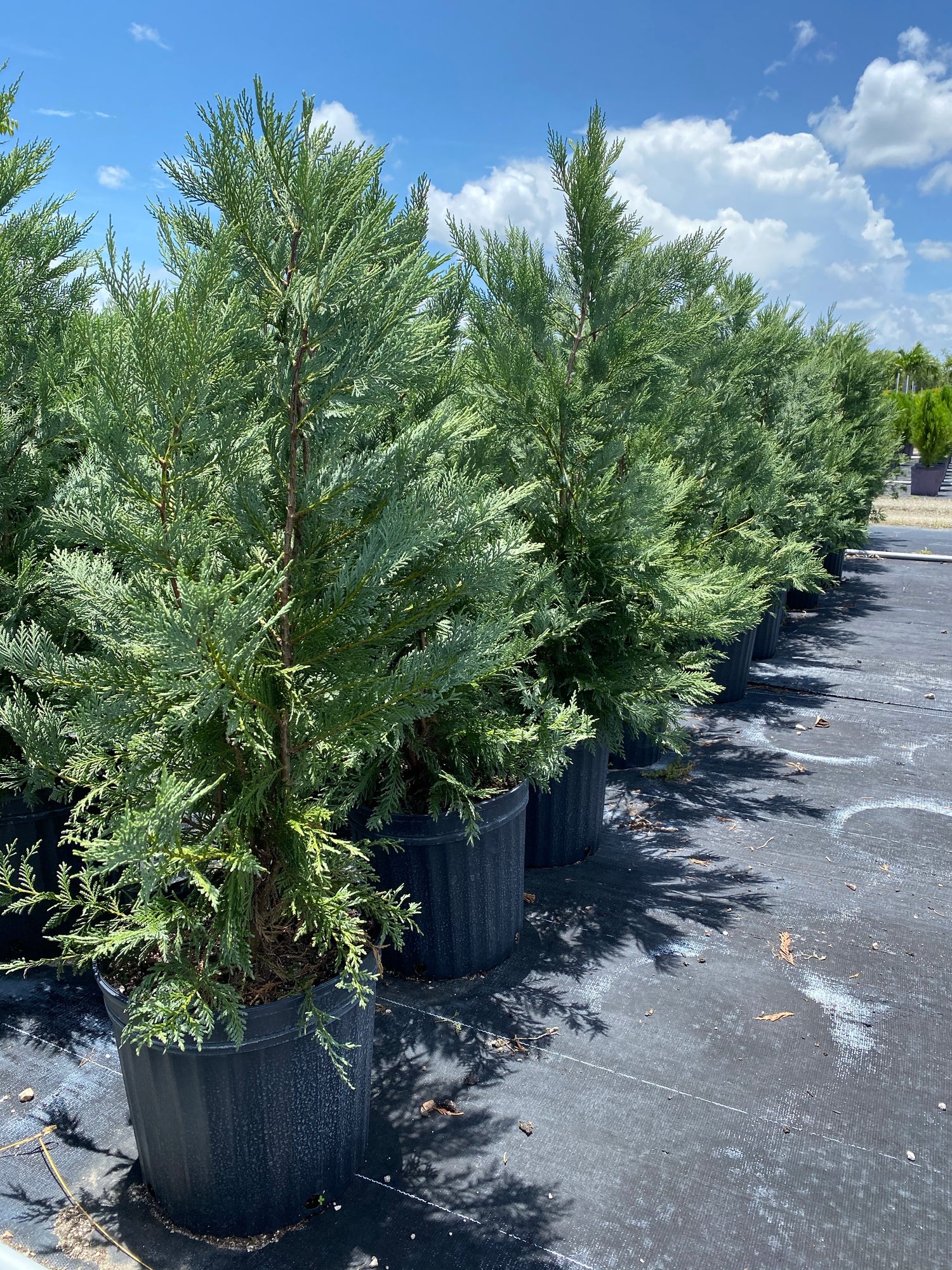 Leyland Cypress Fastest Growing Tree group