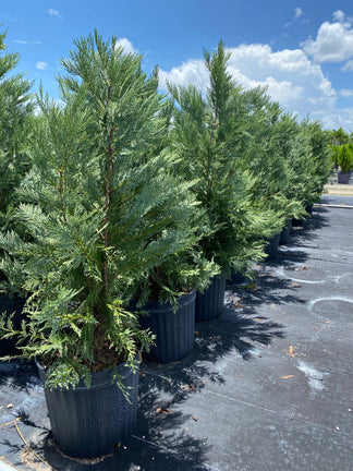 Buy Leyland Cypress Fastest Growing Tree | Eureka Farms