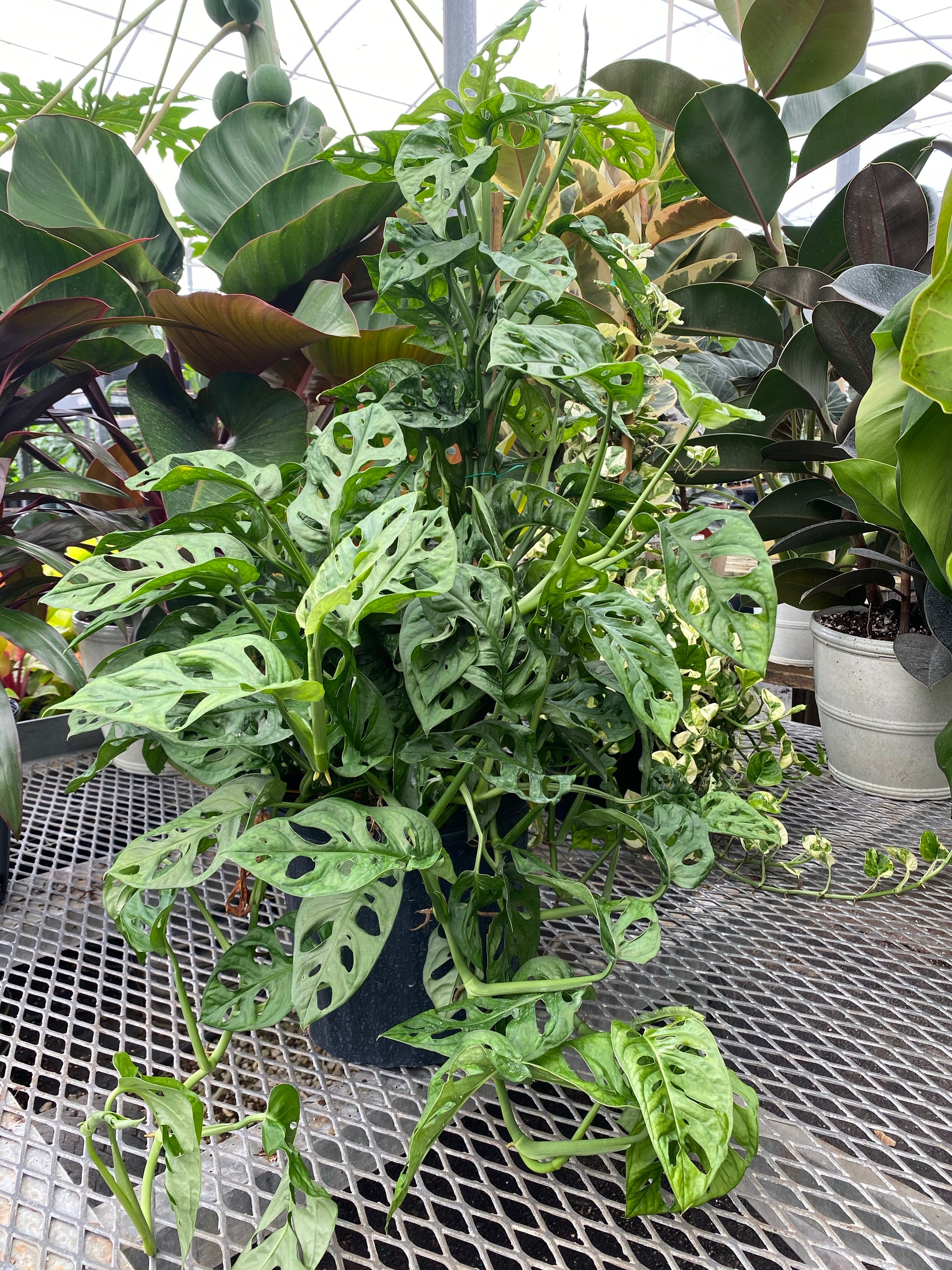 Monstera Adansonii Swiss Cheese Vining Climbing in Trellis Eureka Farms